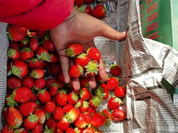 This Is Why You Should Have Strawberries With Dark Chocolate During Menstruation