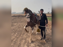 बोलने वाले घोड़े का पाकिस्तान से वीडियो वायरल, देखने वालों की फटी रह गई आंखें, क्या आपने देखा? बोलने वाले घोड़े का पाकिस्तान से वीडियो वायरल, देखने वालों की फटी रह गई आंखें, क्या आपने देखा?