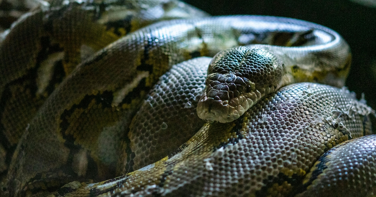 Meet The World's Longest And Heaviest Snake