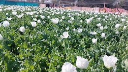 Opium Farming Takes Root In Myanmar's War-Torn Landscape
