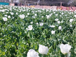Opium Farming Takes Root In Myanmar's War-Torn Landscape