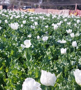 96b709so_opium-