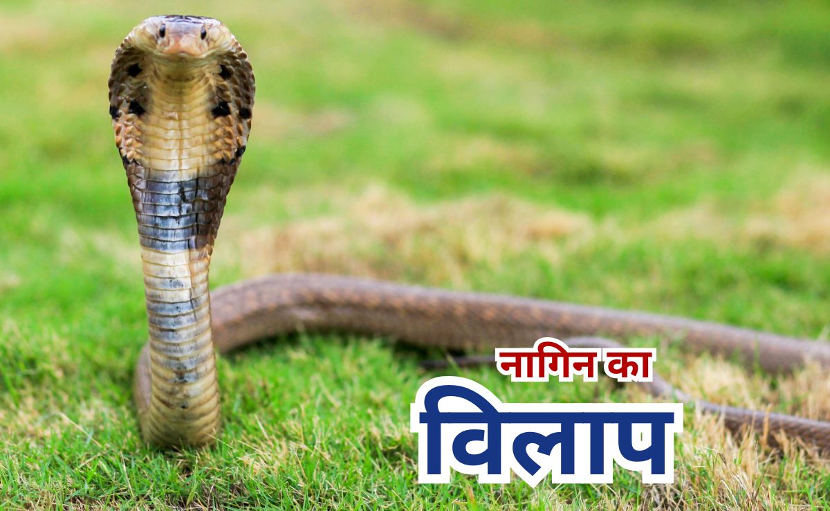 नाग ने तड़प-तड़प कर दे दी जान, घंटों निहारती रही नागिन, वायरल हो रहा दिलदहलाने वाला वीडियो