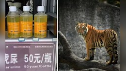 Tiger Urine: बाटलीत विकली जात होती वाघाची लघवी, किंमत 600 रुपये, हैराण करणारं सत्य आलं समोर अन्...