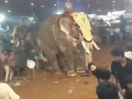 Elephant Ragdolls Man At Kerala Festival In Horrifying Video