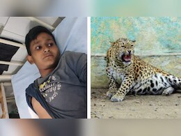 Leopard Attack: ब्यावर में मां के साथ खेत जा रही बच्ची पर तेंदुए ने किया हमला, जख्मी हालत में अस्पताल में भर्ती Leopard Attack: ब्यावर में मां के साथ खेत जा रही बच्ची पर तेंदुए ने किया हमला, जख्मी हालत में अस्पताल में भर्ती