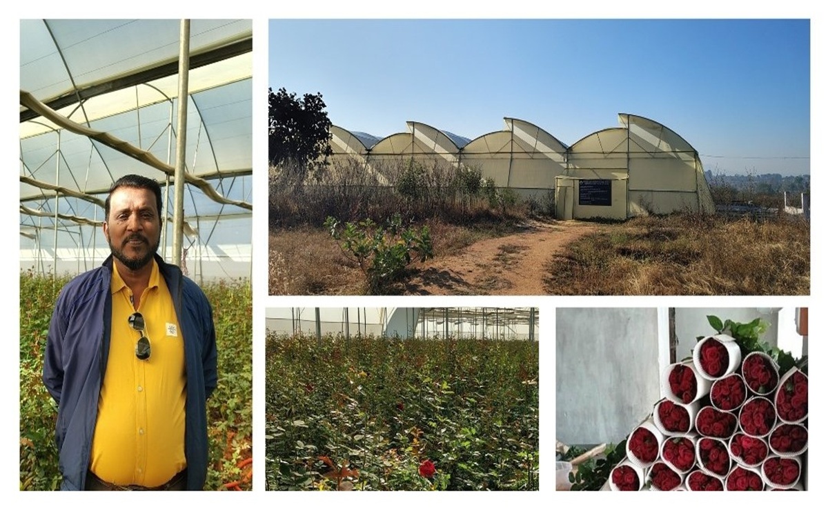 Rose Farming: गुलाब की खेती से महक रहा है इस किसान का जीवन, कमाई बढ़ी, अब यहां तक हो रही सप्लाई