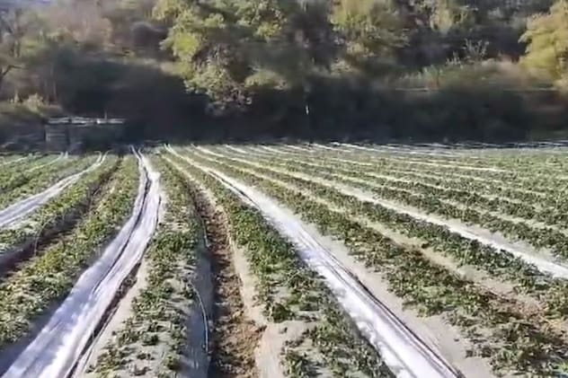 स्ट्रॉबेरी की खेती