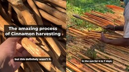 Vlogger Shows Extensive Process Of Cinnamon Harvesting, Leaves Internet In Awe