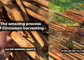 Vlogger Shows Extensive Process Of Cinnamon Harvesting, Leaves Internet In Awe Vlogger Shows Extensive Process Of Cinnamon Harvesting, Leaves Internet In Awe