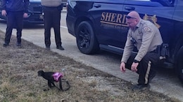 "Bananas": Sheriff Office Describes Capture Of Escaped Tutu-Wearing Monkey