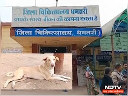 सावधान : क्योंकि यहां आवारा कुत्तों का है आतंक, वृद्ध महिला के पैर को बुरी तरह नोच डाला 