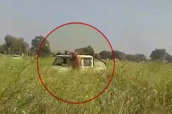 Video: Tiger Jumps On Rajasthan Forest Officials Car Who Came To Rescue It Video: Tiger Jumps On Rajasthan Forest Officials Car Who Came To Rescue It
