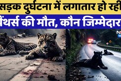 Rajasthan में Road Accident में लगातार हो रही Panthers की मौत, कौन जिम्मेदार?