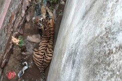 Tiger Captured After Nerve-Wracking Chase Ends In Rajasthan Farmhouse Tiger Captured After Nerve-Wracking Chase Ends In Rajasthan Farmhouse