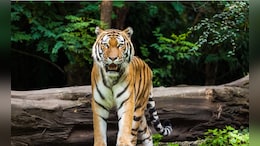 Tiger Kills Man In Madhya Pradesh, Villagers Attack Forest Officials