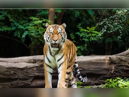 Tiger Kills Man In Madhya Pradesh, Villagers Attack Forest Officials Tiger Kills Man In Madhya Pradesh, Villagers Attack Forest Officials