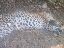 उदयपुर में तेंदुए का शव मिलने से फैली सनसनी, वन विभाग ने पीट-पीटकर मारने की जताई आशंका