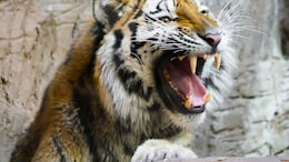 Tiger Kills Man Who Entered Its Enclosure At UK Zoo