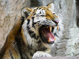 Tiger Kills 50-Year-Old Woman In Madhya Pradesh Forest Tiger Kills 50-Year-Old Woman In Madhya Pradesh Forest