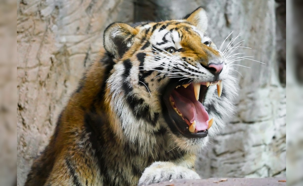 Hair, Earrings Of Woman Recovered From Kerala ‘Man-Eater’ Tiger’s Stomach