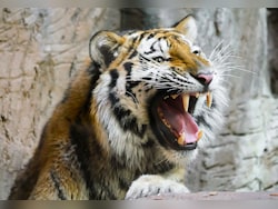 Too Close For A Selfie: Viral Tiger Video From Maharashtra Highlights Growing Risk Of Wildlife Tourism