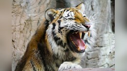 Too Close For A Selfie: Viral Tiger Video From Maharashtra Highlights Growing Risk Of Wildlife Tourism