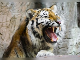 Hair, Earrings Of Woman Recovered From Kerala 'Man-Eater' Tiger's Stomach Hair, Earrings Of Woman Recovered From Kerala 'Man-Eater' Tiger's Stomach