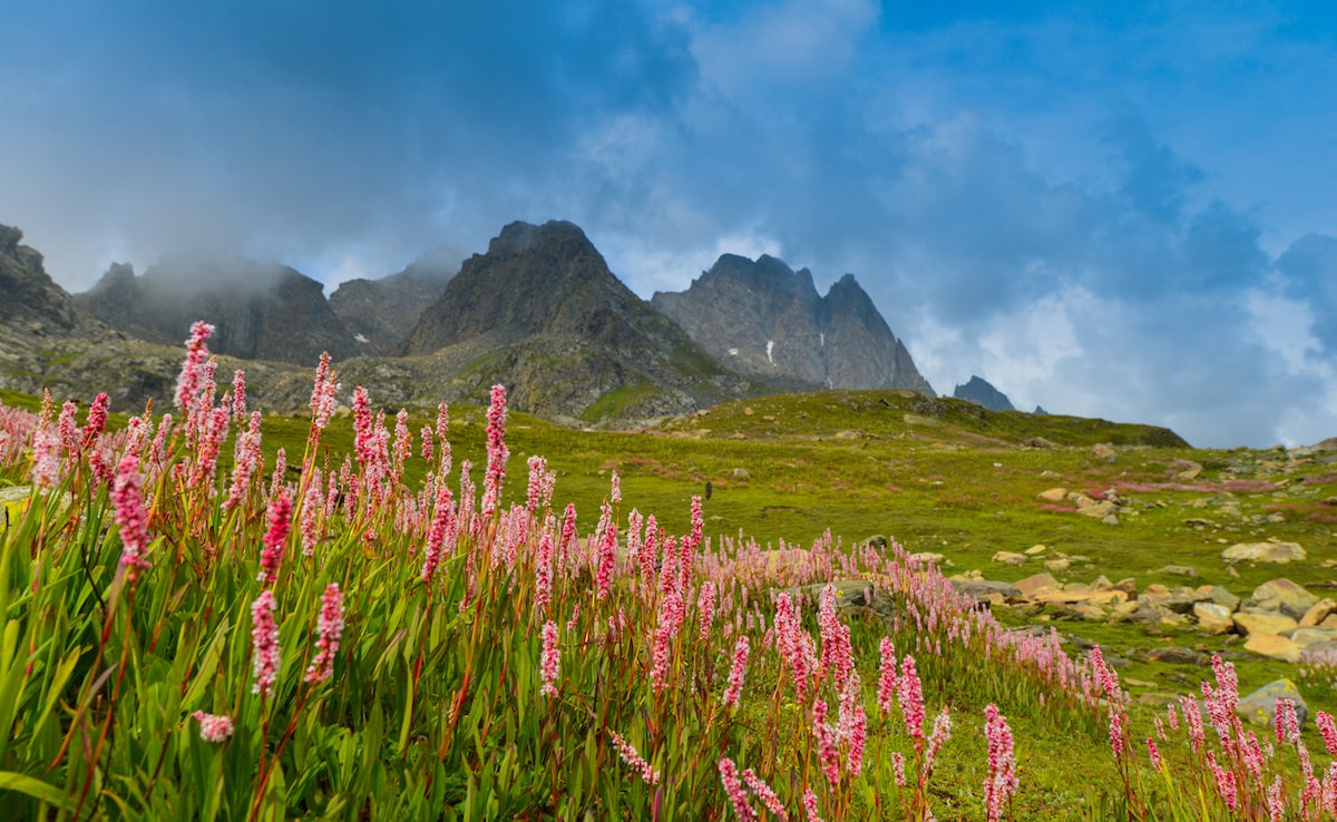 Valley of Flowers. Photo: iStock Valley of Flowers. Photo: iStock