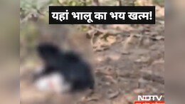 खूंखार भालू की मौत, &nbsp;पिता-पुत्र पर किया था जानलेवा हमला, लोकेशन का पता लगा रही थी टीम