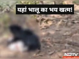 खूंखार भालू की मौत,  पिता-पुत्र पर किया था जानलेवा हमला, लोकेशन का पता लगा रही थी टीम खूंखार भालू की मौत,  पिता-पुत्र पर किया था जानलेवा हमला, लोकेशन का पता लगा रही थी टीम