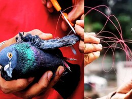 Nylon Manja : नायलॉन मांजामुळे विद्युत ताराही तुटल्या; अनेकांची रात्र अंधारात; वीज वितरण कंपनीचे अभियंते Shocked!