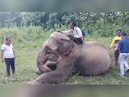 बांग्लादेश जाएगा या भारत में ही रहेगा चंद्रतारा?  हाथी का असली मालिक तय करेगा कोर्ट; जानिए पूरी कहानी