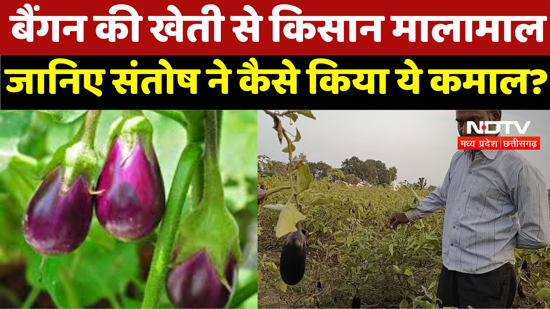 Brinjal Cultivation: News : बैंगन की खेती से किसान मालामाल, जानिए Santosh ने कैसे किया ये कमाल?