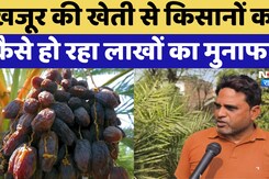 Date Cultivation News: Dates की खेती से किसानों को कैसे हो रहा लाखों का मुनाफा? मिलती है सब्सिडी