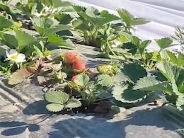 Success Story: मेवाड़ की धरती पर स्ट्रॉबेरी उगाकर दो किसानों ने किया कमाल, चुनौतियों को पार कर कमाया लाखों का मुनाफा