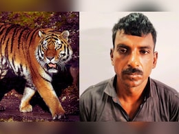 Tiger Hunting : वाघांची निघृणपणे हत्या करणारा कुप्रसिध्द शिकारी अजित राजगोंडला 6 दिवसांची वन कोठडी Tiger Hunting : वाघांची निघृणपणे हत्या करणारा कुप्रसिध्द शिकारी अजित राजगोंडला 6 दिवसांची वन कोठडी