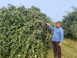 राजस्थान में युवा किसान 20 हजार की लागत से कमा रहे लाखों का मुनाफा, पढ़ाई के साथ कर रहे बेर की खेती राजस्थान में युवा किसान 20 हजार की लागत से कमा रहे लाखों का मुनाफा, पढ़ाई के साथ कर रहे बेर की खेती