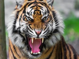 Balaghat Tiger Attack: खेत में बाघ ने किया किसान का शिकार! शरीर का आधा हिस्सा गायब Balaghat Tiger Attack: खेत में बाघ ने किया किसान का शिकार! शरीर का आधा हिस्सा गायब