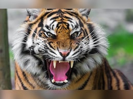 Tiger Attack: बकरी चरा रही महिला पर बाघ का हमला, पत्थर मारकर महिलाओं ने चंगुल से छुड़ाया Tiger Attack: बकरी चरा रही महिला पर बाघ का हमला, पत्थर मारकर महिलाओं ने चंगुल से छुड़ाया