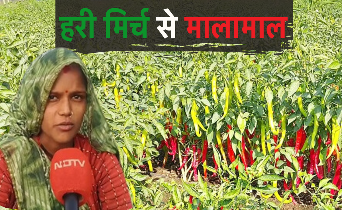 Chilli Farming: एक हेक्टेयर में 300 क्विंटल का उत्पादन, मिर्च की खेती से मालामाल हुई बुंदेलखंड की किसान
