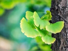 Ginkgo Biloba: The 'Living Fossil', Older Than Dinosaurs That Survived Hiroshima Attack