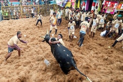 4 Killed, 60 Injured During Jallikattu Bull taming Event In Tamil Nadu 4 Killed, 60 Injured During Jallikattu Bull taming Event In Tamil Nadu