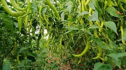 राजस्थान में किसान ने खेती में लगाया गजब का दिमाग! अब तीखे मिर्च से हो रही 2.5 करोड़ की कमाई