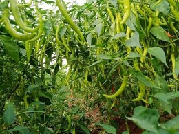 राजस्थान में किसान ने खेती में लगाया गजब का दिमाग! अब तीखे मिर्च से हो रही 2.5 करोड़ की कमाई राजस्थान में किसान ने खेती में लगाया गजब का दिमाग! अब तीखे मिर्च से हो रही 2.5 करोड़ की कमाई