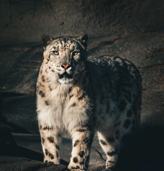 Snow Leopards: The Ghosts Of The Mountains