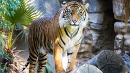 China Zoo Sells Tiger Urine As A Cure For Rheumatism, Sparks Backlash