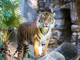 China Zoo Sells Tiger Urine As A Cure For Rheumatism, Sparks Backlash China Zoo Sells Tiger Urine As A Cure For Rheumatism, Sparks Backlash