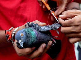 संभलिए, बच्चे को दिया पतंग का मांझा जेल पहुंचा देगा! 9 बच्चों के पिता हो चुके अरेस्ट