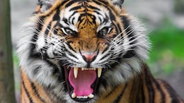 Curfew Imposed in Kerala's Mananthavady After Fatal Tiger Attack On Woman